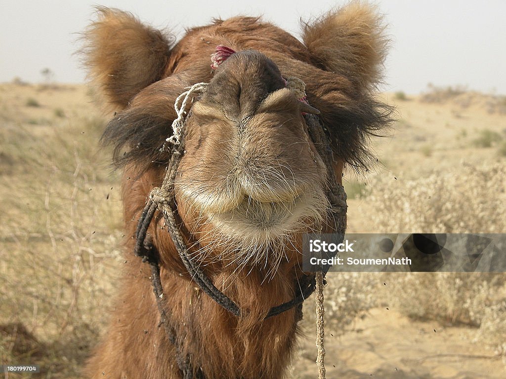 낙타 헤드샷 - 로열티 프리 가축 스톡 사진