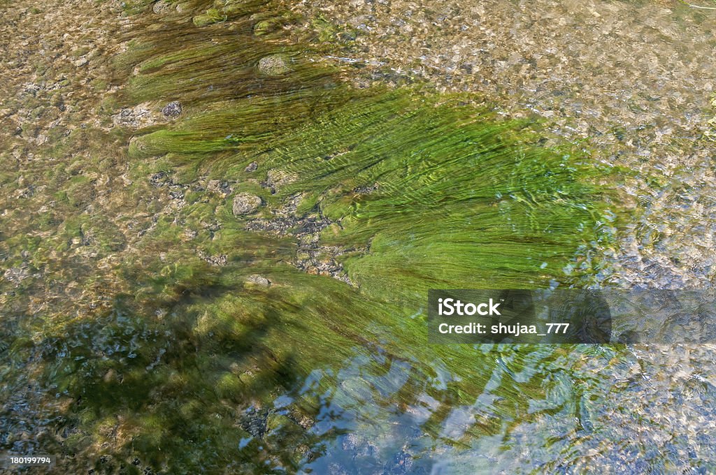 楕円形のグリーンとブラウンの海藻の水の流れの下で手描き - びしょ濡れのロイヤリティフリーストックフォト