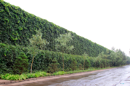 Boston ivy in dustproof separation net, closeup of photo