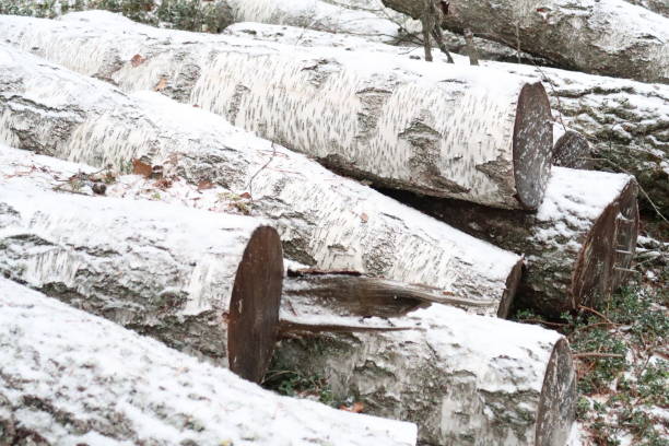Close up of birch tree bark with brown markings and patterns
