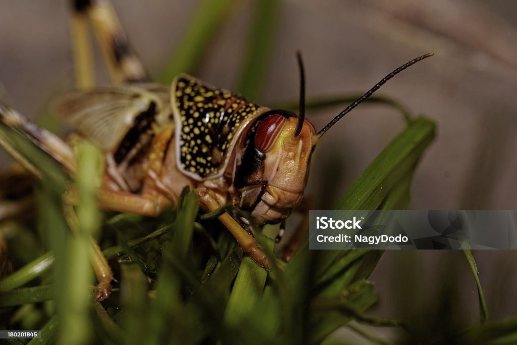 Ein Wanderheuschrecke Essen - Lizenzfrei Biologie Stock-Foto