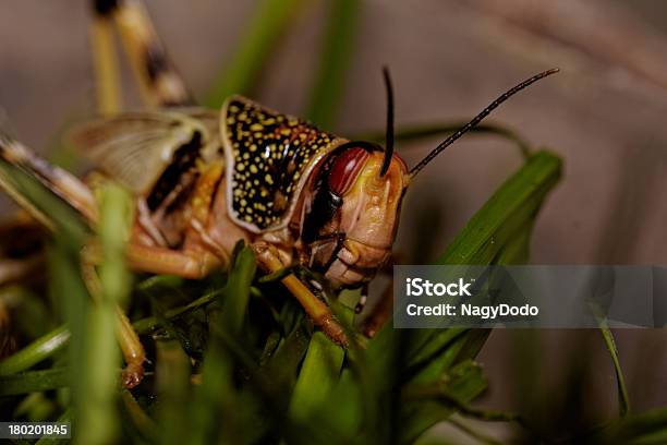 Ein Wanderheuschrecke Essen Stockfoto und mehr Bilder von Biologie - Biologie, Blatt - Pflanzenbestandteile, Braun