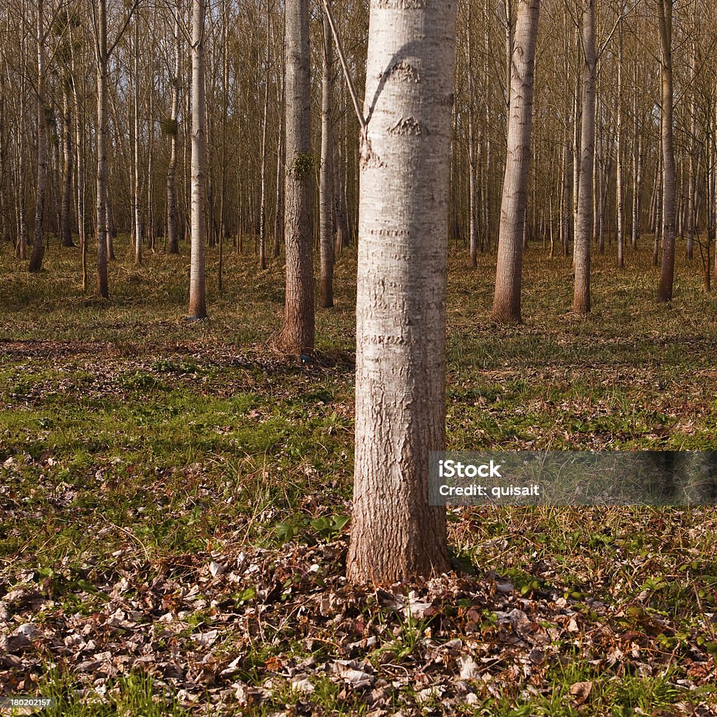 Valle del loira árboles - Foto de stock de Aire libre libre de derechos