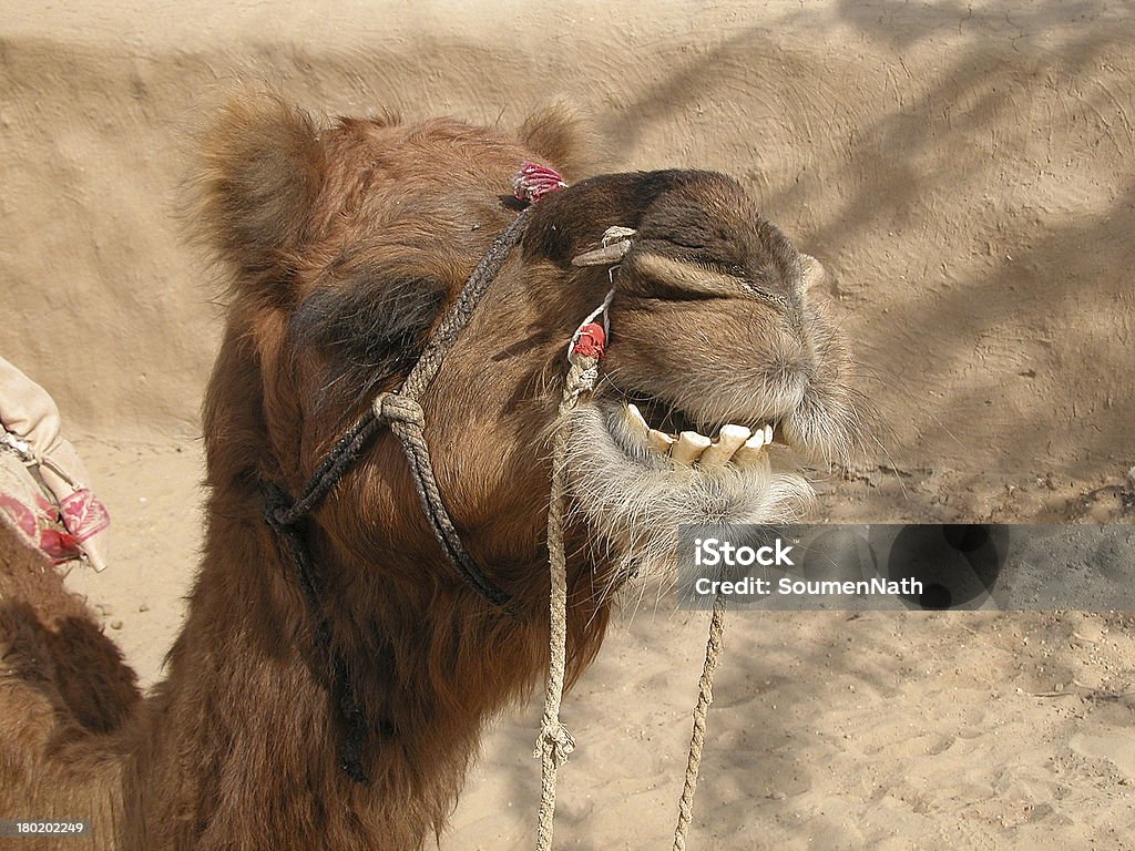 Camello foto mostrando sus dientes. - Foto de stock de Aire libre libre de derechos