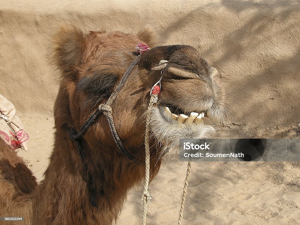 Верблюд Фотография показывать зубы. - Стоковые фото Азия роялти-фри