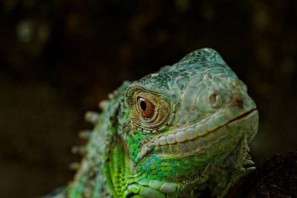 istock portrait about a green iguana 180202561