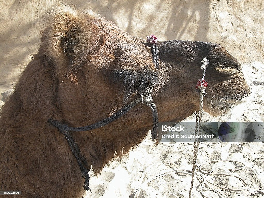 Camelo Retrato - Foto de stock de Animais de Safári royalty-free