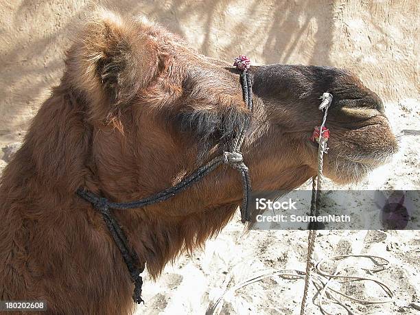 Foto de Camelo Retrato e mais fotos de stock de Animais de Safári - Animais de Safári, Animal, Animal doméstico