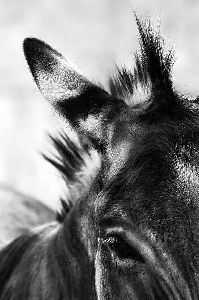 Donkey close up black & white photography