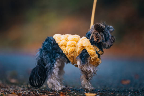 Yorkshire terrier in a yellow sweater in the park on an autumn day