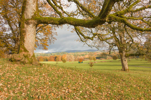istock Autumn Trees in Scotland 1802035145