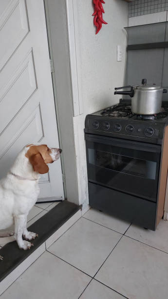 istock dog in the kitchen on the background 1802037762