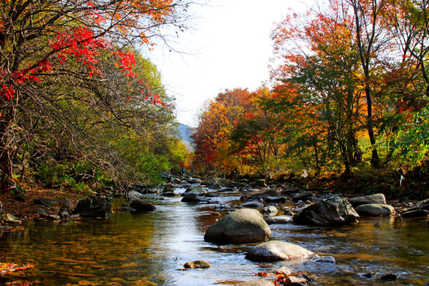 istock Streams and maple leaves in a scenic spot 1802037766