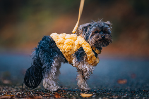 Yorkshire terrier in a yellow sweater in the park on an autumn day