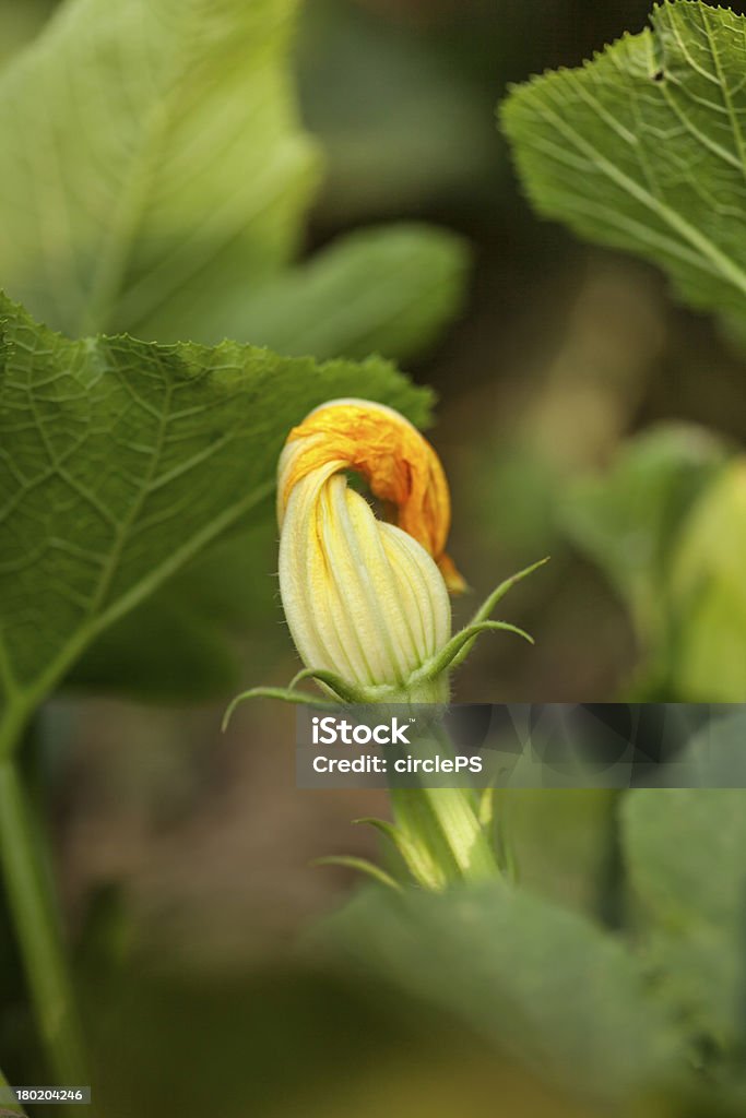 Fleur de courgette - Photo de Agriculture libre de droits