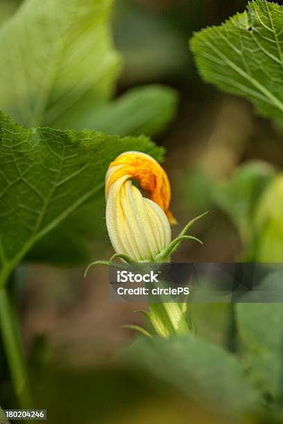 Photo libre de droit de Fleur De Courgette banque d'images et plus d'images libres de droit de Agriculture - Agriculture, Aliment, Circonvolution