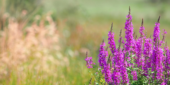 Flowering Heather plants in Heathland close up during sunrise in summer in the Veluwe nature reserve in Gelderland, The Netherlands.