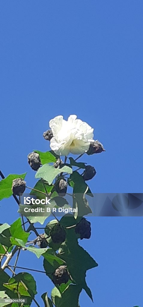 White Cotton Rosemallow Flower on Blue Sky Background Cotton Rosemallow is a flowering plant, Its cultivated around the world for showy flowers. It is also known Cotton Rose, Land Lotus, Dixie Rosemallow, Hibiscus Mutabilis and Confederate Rose. Agriculture Stock Photo