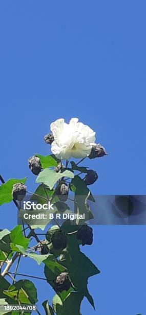 White Cotton Rosemallow Flower On Blue Sky Background Stock Photo - Download Image Now