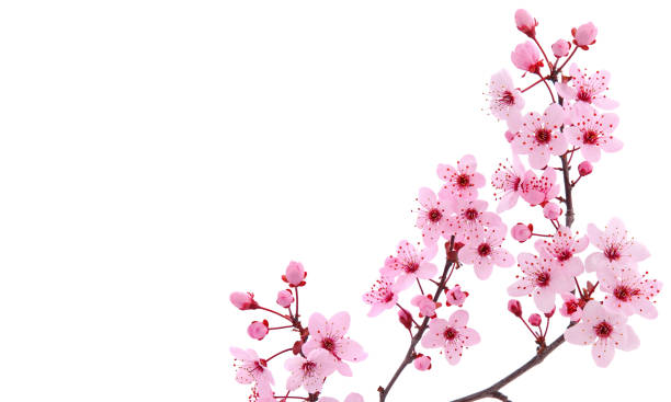 istock Pink cherry blossom in sprin 1802053193
