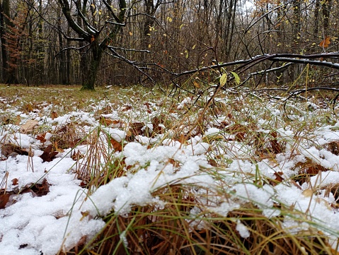 The first snow on the still green forest grass. Nature on the eve of winter. Trees and ground are covered with white snow.