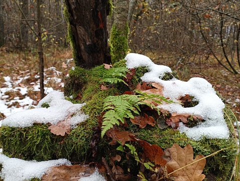 The first snow in the forest covered an old stump overgrown with green moss on which a fern grows. Natural textures and backgrounds from plants.