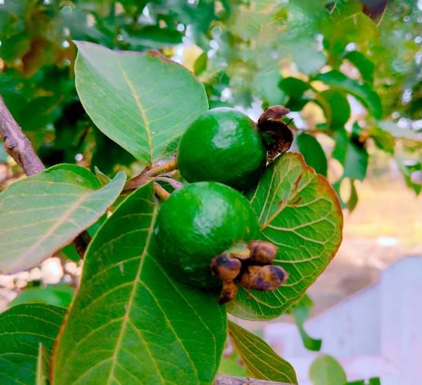 Unripe guava fruit on guava-tree branch with leaves common-guava green tropical and subtropical fruits guapple goiabaverde guayaba Unreife Guave verde goyave nonmure amrood sidium guajava closeup image stock photo. fruta de guayaba inmadura en la rama del árbol de guayaba con hojas de guayaba común, frutas tropicales y subtropicales verdes guapple goiabaverde guayaba unreife guayaba verde goyave nonmure amrood sidium guajava imagen de primer plano foto almacenada
