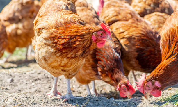 istock Chickens on traditional free range poultry farm 1802059761
