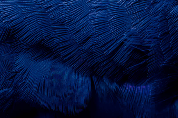 istock blue feather pigeon macro photo. texture or background 1802060005