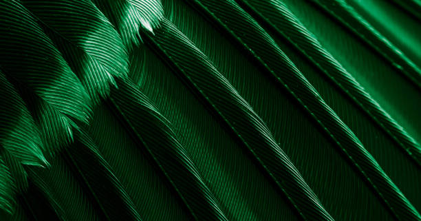 istock green feather pigeon macro photo. texture or background 1802060017