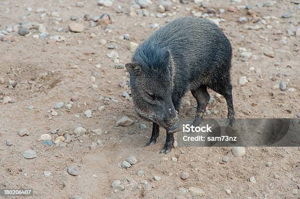 Wild Leitão - Fotografias de stock e mais imagens de Animal - Animal, Castanho, Filhote de animal