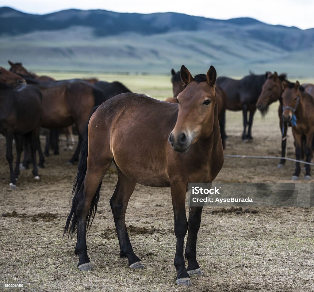 Os cavalos - Royalty-free Azul Foto de stock