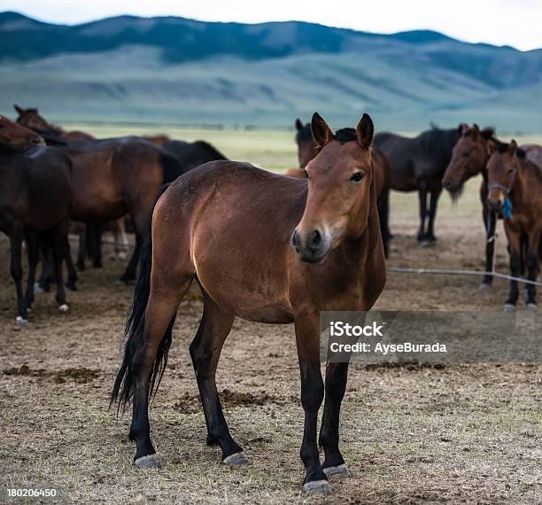 Os Cavalos - Fotografias de stock e mais imagens de Azul - Azul, Cavalo - Família do Cavalo, Fotografia - Imagem