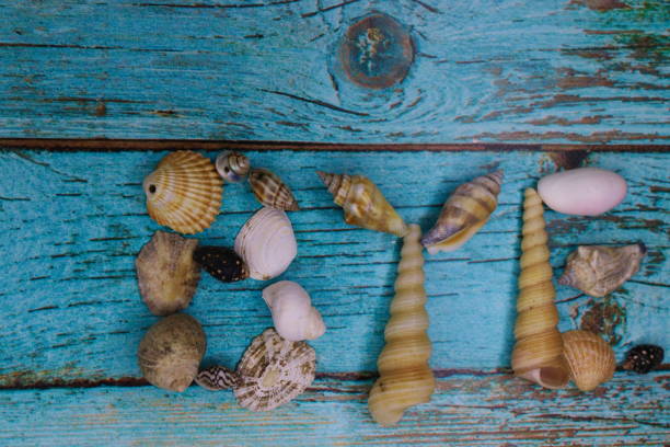 istock Shells from the sea on a blue holiday background 1802084906