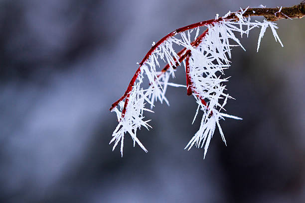 Hoar frost stock photo