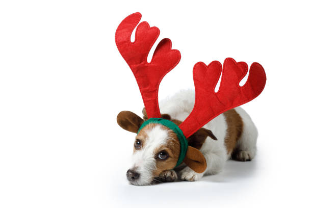 istock dog in a New Year's cap. Jack Russell Terrier 1802086022