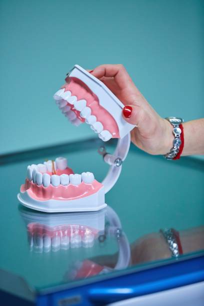 istock Dental layout of the jaw and teeth in the clinic, training material. 1802088198