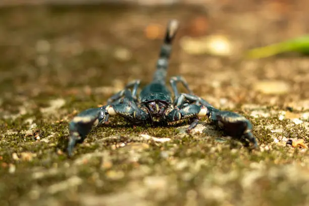 Photo of black scorpion king Has a pair of large front claws