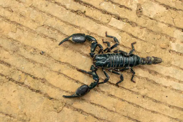 Photo of black scorpion king Has a pair of large front claws