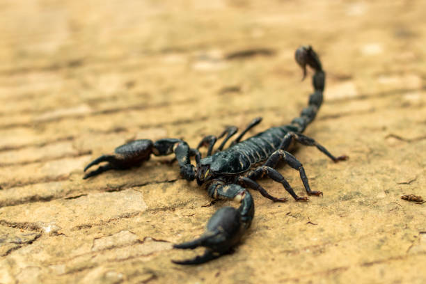 istock black scorpion king Has a pair of large front claws 1802089808