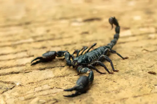 Photo of black scorpion king Has a pair of large front claws