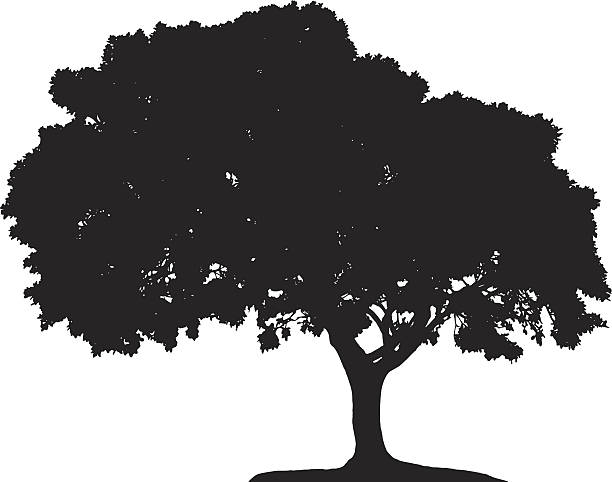 ilustrações, clipart, desenhos animados e ícones de silhueta de árvore - oak tree