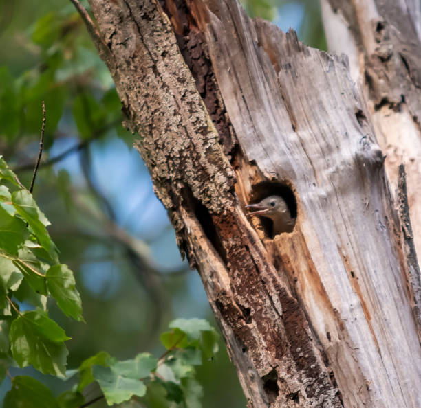 istock A Curious Little Bird Peeks Out of a Cozy Tree Hollow 1802105950