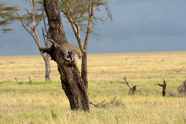 gepard auf einem baum - wildlife tracking tag stock-fotos und bilder