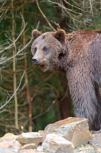 istock Brown bears in the Carpathians. 180211303