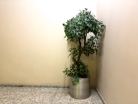Bonsai tree on a stool, Nikon Z7