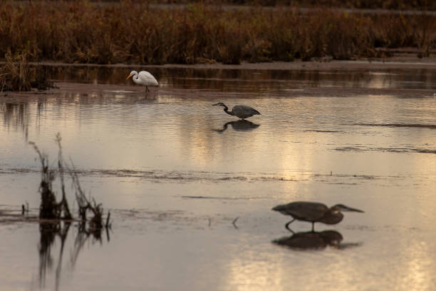 istock Great Egret with two Great Blue Herons fishing in the marsh 1802113970