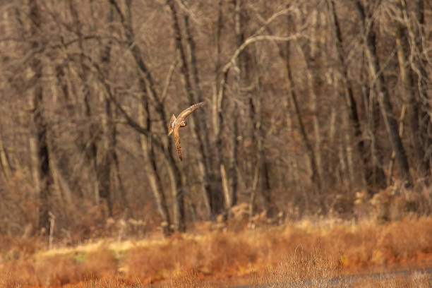 istock Female Northern Harrier flies over the marsh 1802114522