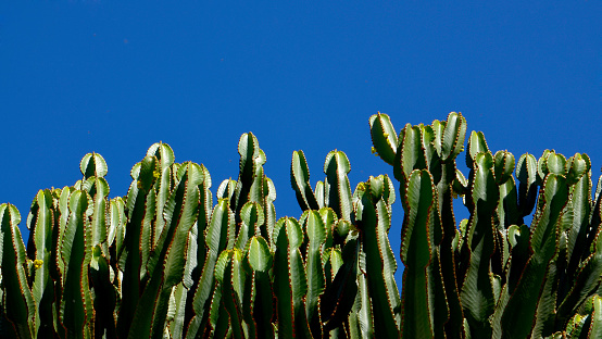 Euphorbia canariensis or Cardon canario cactus plants on a blue sky background.Tropical exotic succulents concept with copy space.Selective focus.