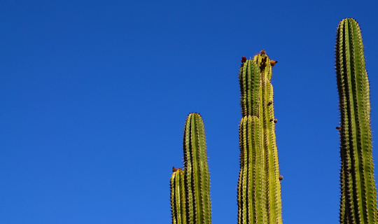 Carnegiea gigantea or Saguaro cactus plants against blue sky.Tropical succulents concept for design with copy space. Selective focus.